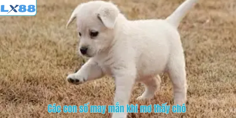 Các con số may mắn khi mơ thấy chó