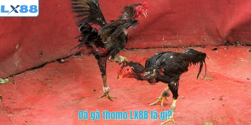 Đá gà thomo LX88 là gì?