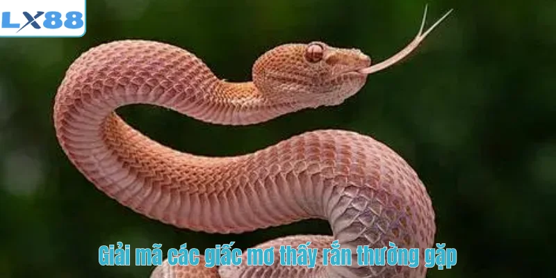 Giải mã các giấc mơ thấy rắn thường gặp
