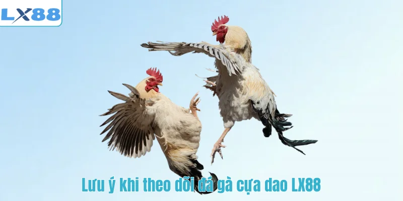 Lưu ý khi theo dõi đá gà cựa dao LX88